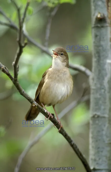  : Savi's warbler - Adult male singing