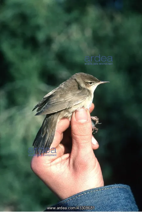 : SAVI'S WARBLER - held by human hand : SAVI'S WARBLER - held by human hand
