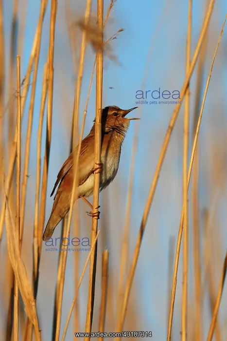 : Savi's Warbler (Locustella luscinioides) on a reed : Savi's Warbler (Locustella luscinioides) on a reed