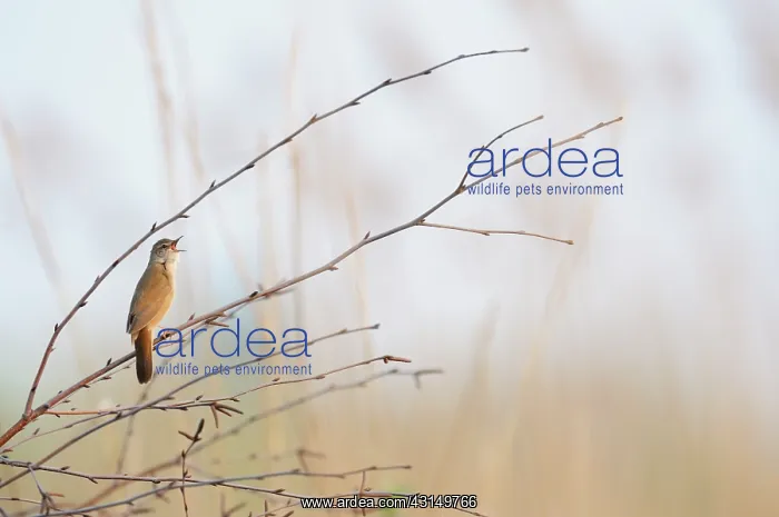  : Savi's Warbler (Locustella luscinoides) singing