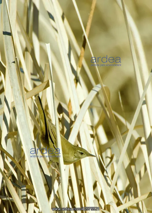 : Savi's Warbler - in reeds - April : Savi's Warbler - in reeds - April