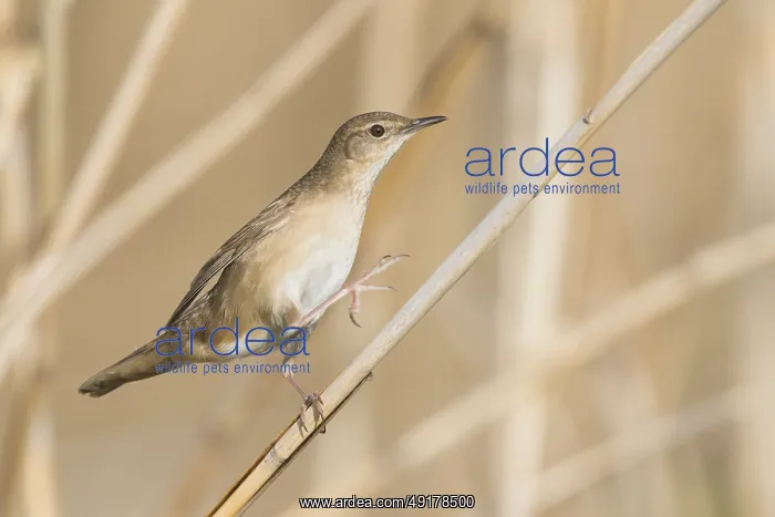 : Savis Warbler - Rohrschwirl - Locustella luscinoides : Savis Warbler - Rohrschwirl - Locustella luscinoides