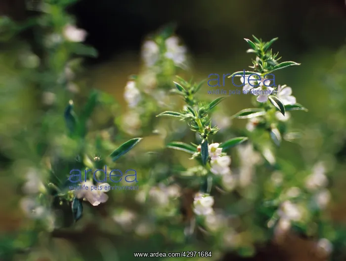 : Savory, Summer savory, Satureja hortensis : Savory, Summer savory, Satureja hortensis
