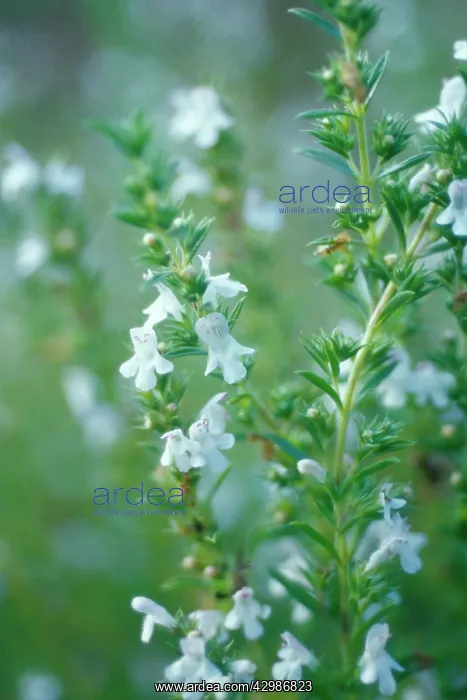 : Savory, Summer savory, Satureia hortensis : Savory, Summer savory, Satureia hortensis