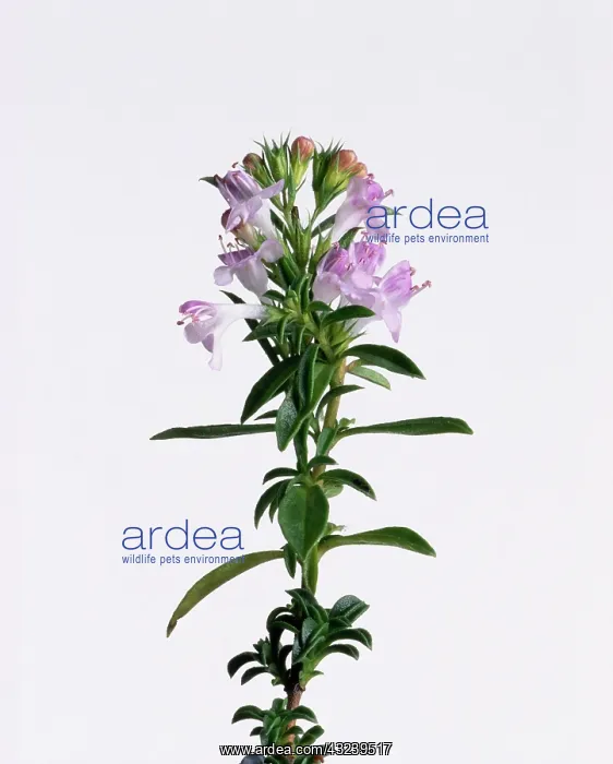 : Savory, Winter savory, Satureia montana : Savory, Winter savory, Satureia montana