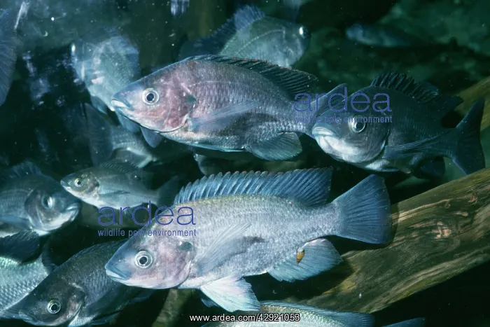 : Savory CICHLID - shoal : Savory CICHLID - shoal