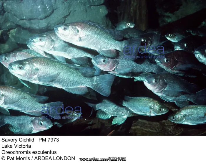 : Savory CICHLID - shoal : Savory CICHLID - shoal