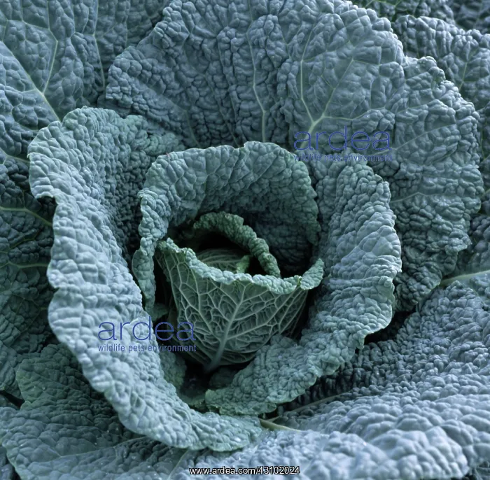 : A savoy cabbage : A savoy cabbage