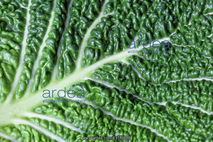 : Savoy cabbage, Brassica oleracea capitata v. subauda : Savoy cabbage, Brassica oleracea capitata v. subauda