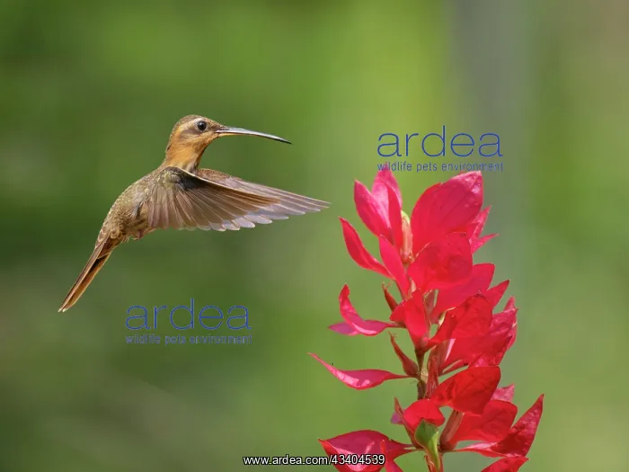 : Saw Billed Hermit at flower Ramphodon naevius Atlantic : Saw Billed Hermit at flower Ramphodon naevius Atlantic
