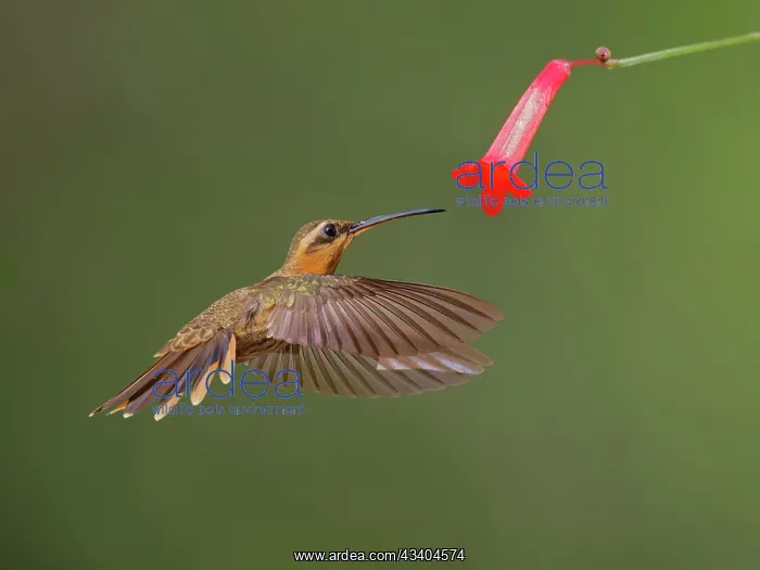 : Saw Billed Hermit at flower Ramphodon naevius Atlantic : Saw Billed Hermit at flower Ramphodon naevius Atlantic