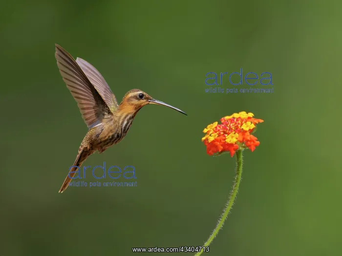 : Saw Billed Hermit at flower Ramphodon naevius Atlantic : Saw Billed Hermit at flower Ramphodon naevius Atlantic