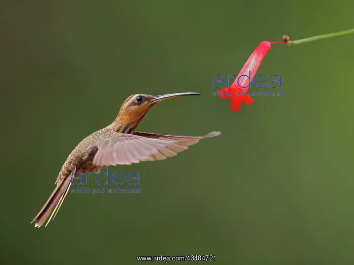 : Saw Billed Hermit at flower Ramphodon naevius Atlantic : Saw Billed Hermit at flower Ramphodon naevius Atlantic