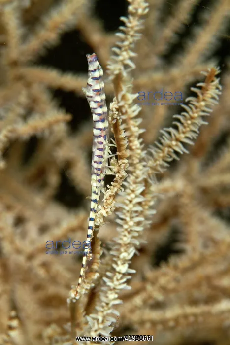 : Saw Blade / Needle Shrimp : Saw Blade / Needle Shrimp