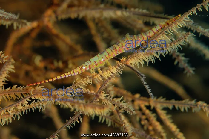 : Saw Blade Shrimp : Saw Blade Shrimp