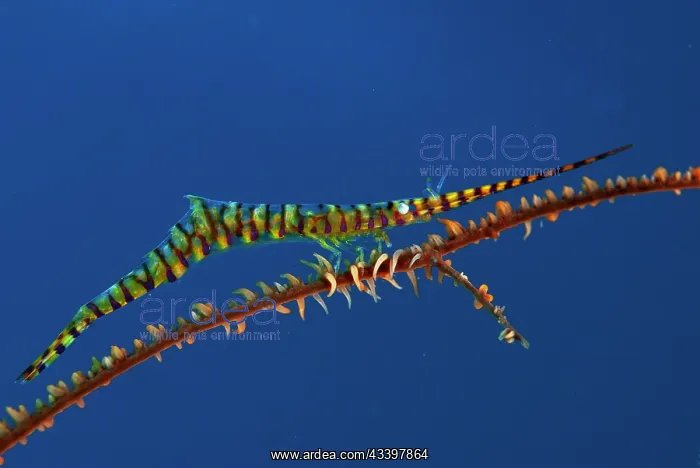 : Saw Blade Shrimp : Saw Blade Shrimp