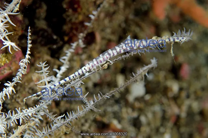 : Saw Blade Shrimp camouflaged on coral : Saw Blade Shrimp camouflaged on coral