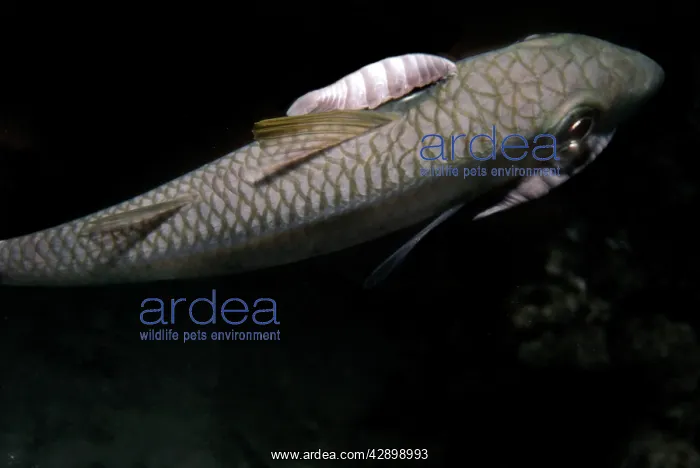 : Saw-Legged Fish Louse - this carnivorous louse : Saw-Legged Fish Louse - this carnivorous louse