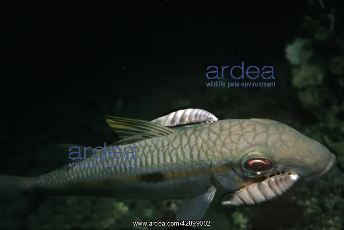: Saw-legged Fish Louse - this carnivorous Louse : Saw-legged Fish Louse - this carnivorous Louse