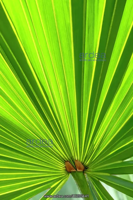 : Saw Palmetto leaf : Saw Palmetto leaf