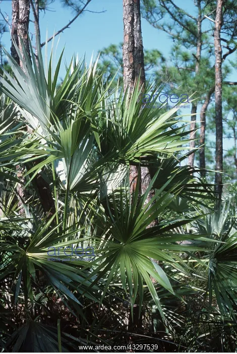 : SAW PALMETTO - In slash pine wood : SAW PALMETTO - In slash pine wood