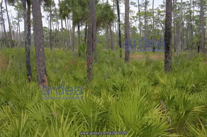 : Saw Palmetto undersgrowth : Saw Palmetto undersgrowth