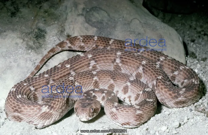 : Saw-scaled / Carpet Viper : Saw-scaled / Carpet Viper