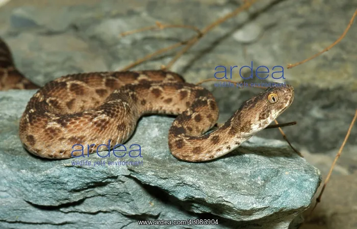 : Saw-scaled Viper : Saw-scaled Viper