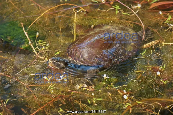 : Saw-shelled Turtle : Saw-shelled Turtle