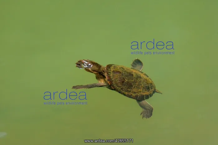 : Saw-shelled Turtle / Serrated Snapping Turtle / : Saw-shelled Turtle / Serrated Snapping Turtle /