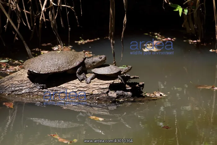 : Saw-shelled Turtles : Saw-shelled Turtles