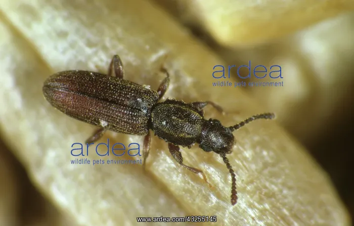 : Saw-toothed Grain Beetle (Oryzaephilus mercator) : Saw-toothed Grain Beetle (Oryzaephilus mercator)