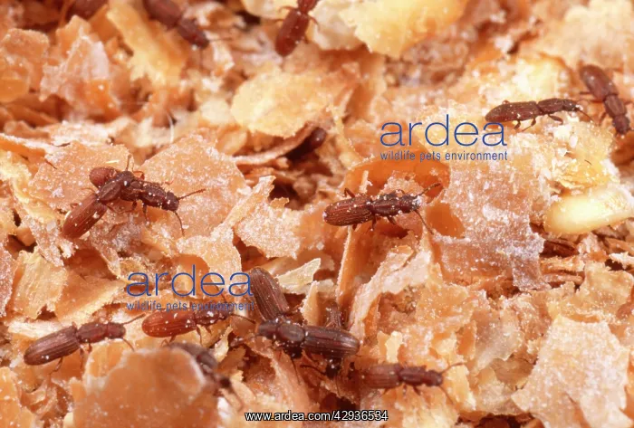: Saw-Toothed Grain Beetles - In bran : Saw-Toothed Grain Beetles - In bran