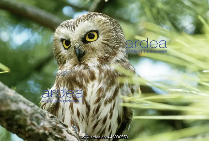 : Saw-whet Owl : Saw-whet Owl