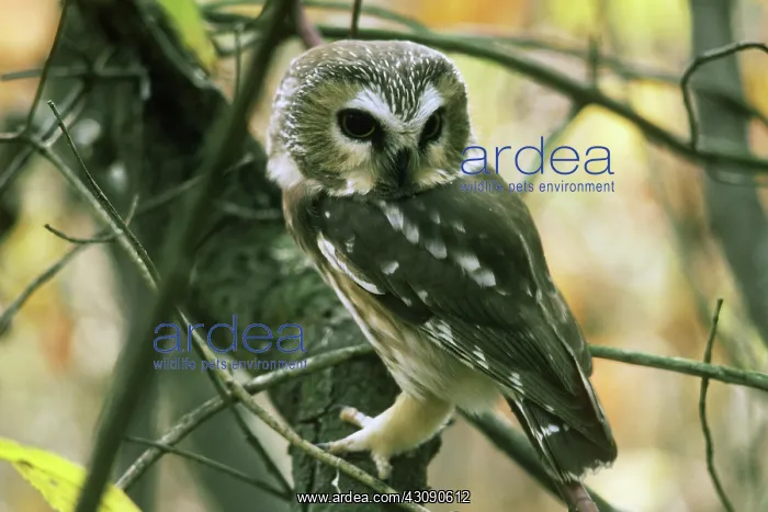 : Saw-whet Owl : Saw-whet Owl