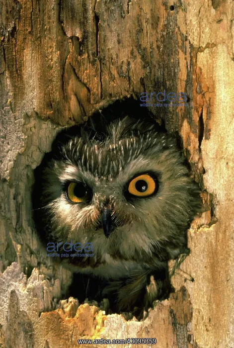 : Saw-whet owl : Saw-whet owl