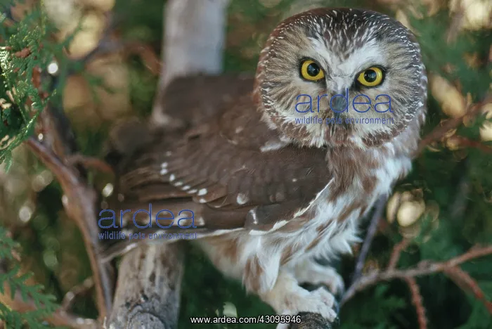 : Saw-whet Owl : Saw-whet Owl
