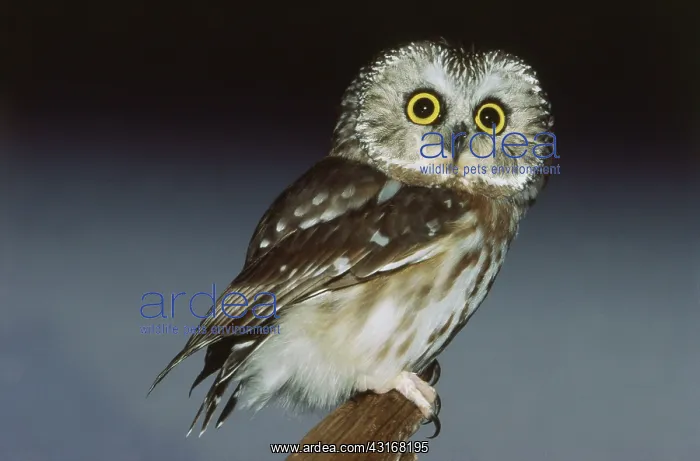 : Saw-whet Owl : Saw-whet Owl