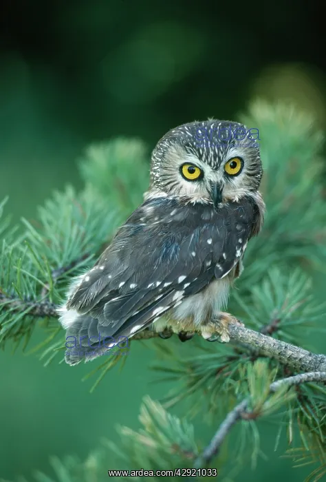 : Saw-whet OWL - with head turned : Saw-whet OWL - with head turned