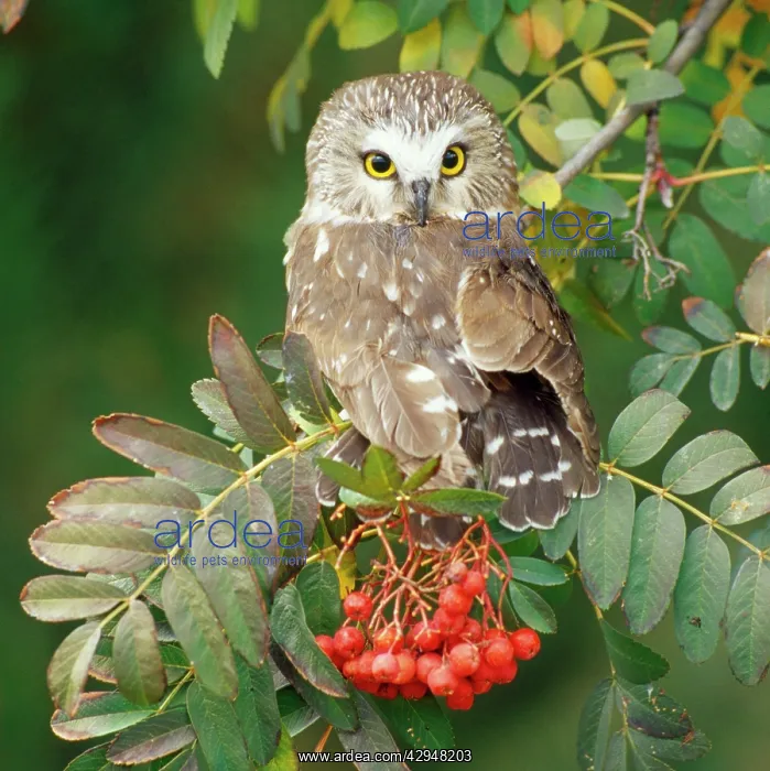  : Saw-whet Owl - perched in Rowan tree