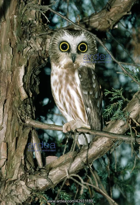 : SAW-WHET OWL IN TREE : SAW-WHET OWL IN TREE