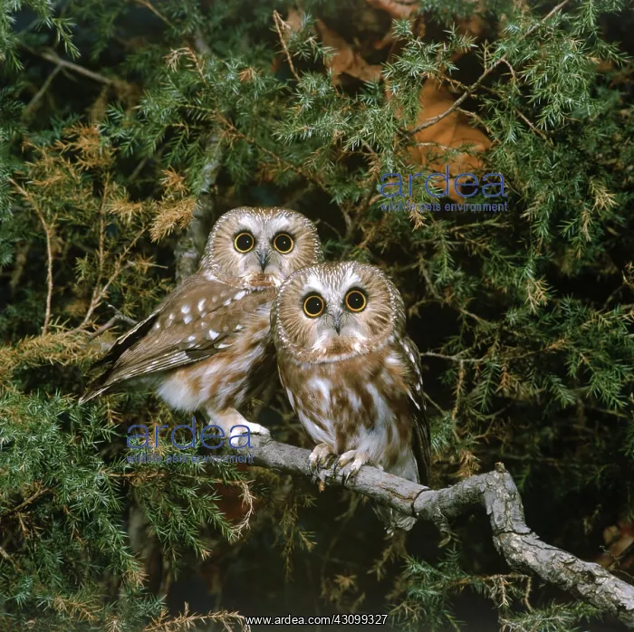 : Saw-whet Owls : Saw-whet Owls