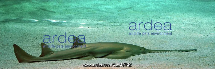 : Sawfish (Pristis pristis). Mediterranean and Atlantic : Sawfish (Pristis pristis). Mediterranean and Atlantic