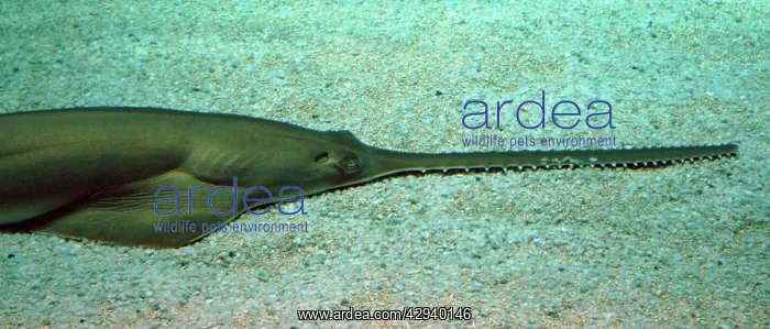: Sawfish (Pristis pristis). Mediterranean and Atlantic. Cartilaginous fish : Sawfish (Pristis pristis). Mediterranean and Atlantic. Cartilaginous fish
