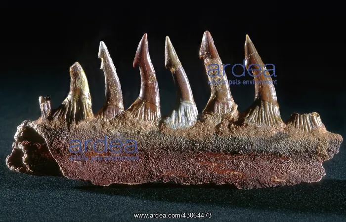 : Sawfish Rostrum : Sawfish Rostrum
