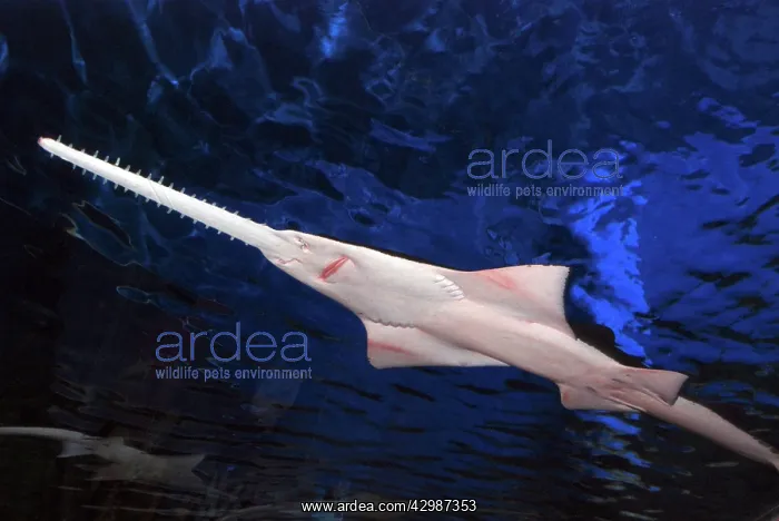: Sawfish. tropical and warm temperate estuaries : Sawfish. tropical and warm temperate estuaries