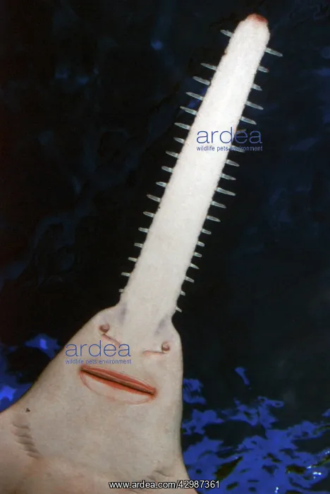 : Sawfish. tropical and warm temperate estuaries : Sawfish. tropical and warm temperate estuaries