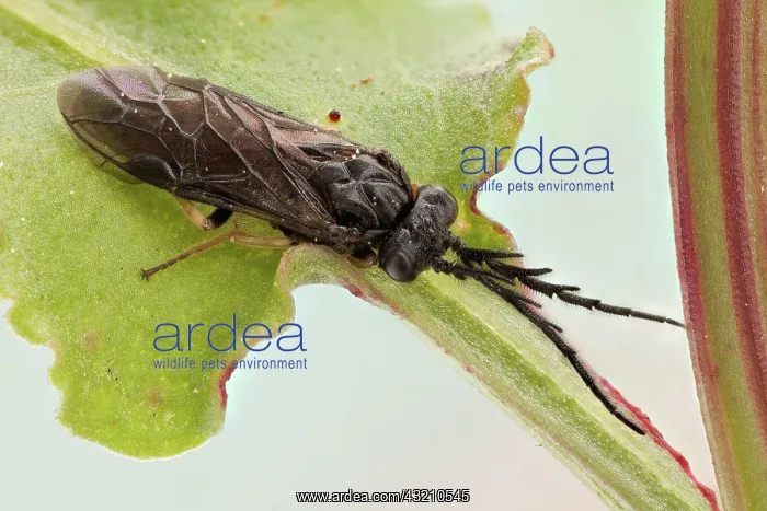 : Sawflies are distinguishable from most other Hym : Sawflies are distinguishable from most other Hym