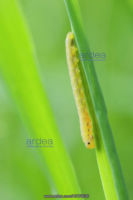  : Sawfly. Larva unidentified Sawfly (Symphyta) resting on a grass halm