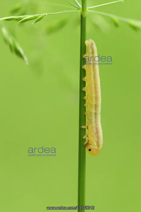 : Sawfly. Larva unidentified Sawfly (Symphyta) resting on a grass halm : Sawfly. Larva unidentified Sawfly (Symphyta) resting on a grass halm